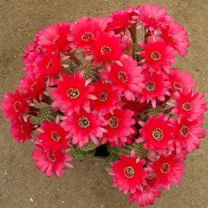 Chamaelobivia "Rose quartz"