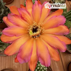 Trichocereus "Clarice" Gran Ejemplar "Ex. Agroideas"