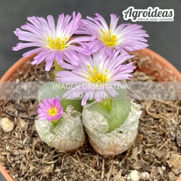 Conophytum ectypum