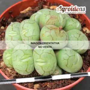 Conophytum minimum "Scitulum"