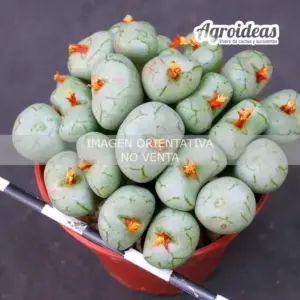 Conophytum piluliforme "E. of Montagu"