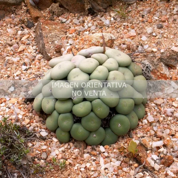 Conophytum wettsteinii SB 2205