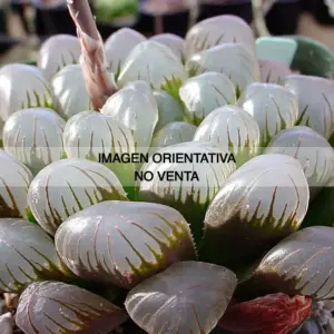 Haworthia cooperi var. obtusa