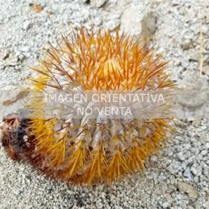 Copiapoa goldii