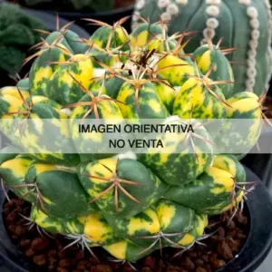 Coryphantha elephantidens "variegata"