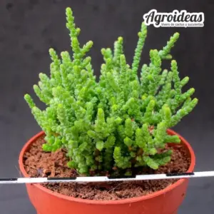 Crassula muscosa var. obtusifolia