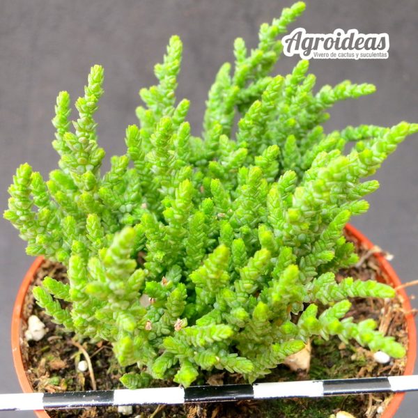 Crassula muscosa var. obtusifolia