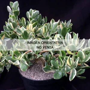 Crassula ovata "variegata"
