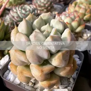 Echeveria "Cream Puff"