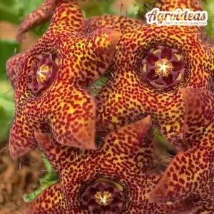 Caralluma crenulata X hexagona