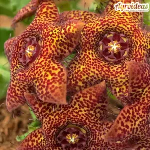 Caralluma crenulata X hexagona