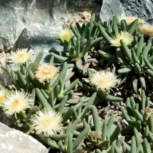 Cylindrophyllum comptonii