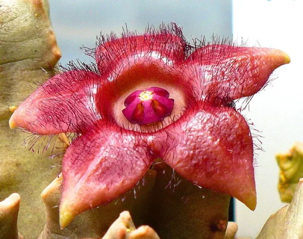 Duvaliandra dioscoridis