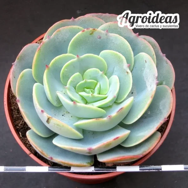 Echeveria "Davinci code"