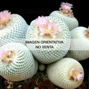 Epithelantha micromeris