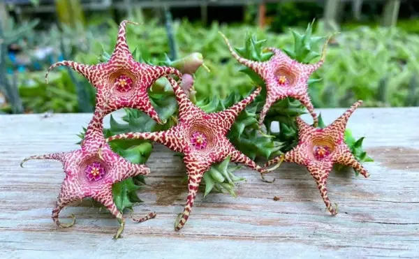 Huerorbea "Gecko's Tail" - Imagen 3