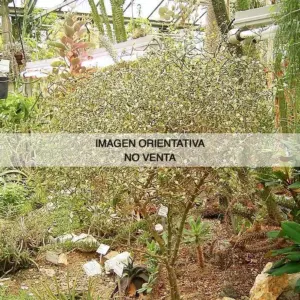 Decarya madagascariensis