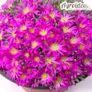Delosperma sphalmanthoides