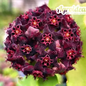 Desmidorchis acutangula x Caralluma hexagona