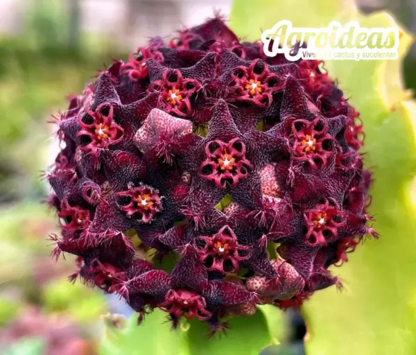 Desmidorchis acutangula x Caralluma hexagona