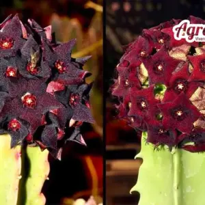 Desmidorchis retrospiciens X edithae