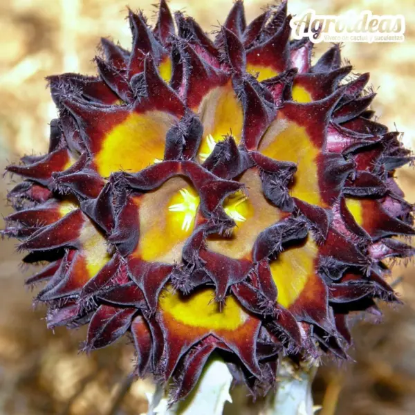 Desmidorchis speciosa