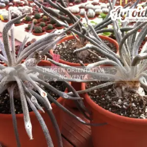 Digitostigma caput-medusae