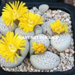 Dinteranthus vanzylii