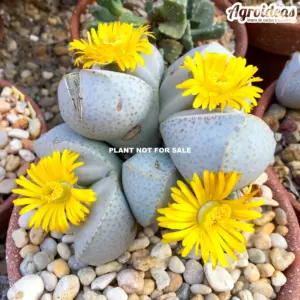 Dinteranthus wilmothianus