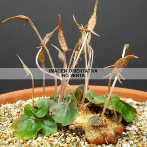 Dorstenia barnimiana "N. of Marsabi"