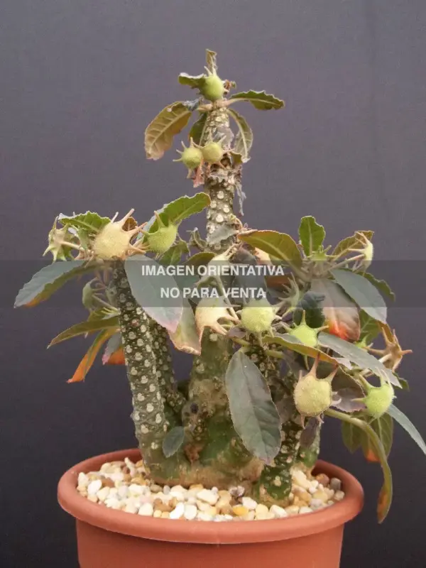 Dorstenia foetida, Yemen