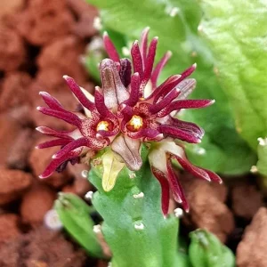 Caralluma munbyana
