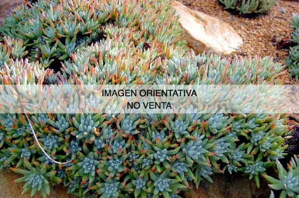 Dudleya virens ssp. hassei