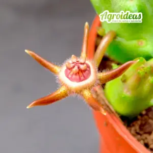 Duvalia caespitosa