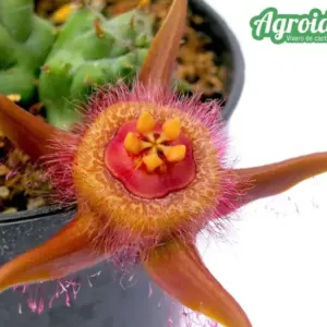 Duvalia caespitosa