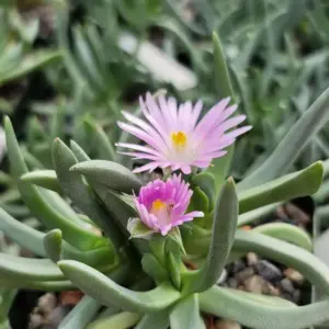 Ebracteola wilmaniae