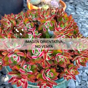 Echeveria pulvinata "devotion"