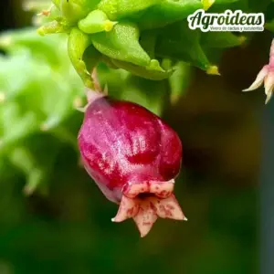 Echidnopsis ballyi