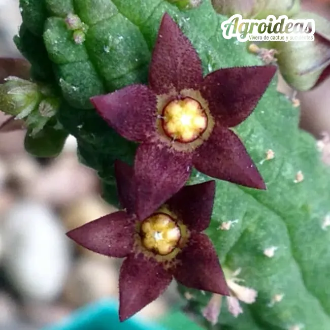 Echidnopsis cereiformis var. brunea "Selección" - Imagen 2