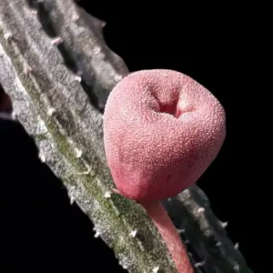 Echidnopsis malum