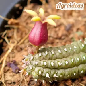 Echidnopsis watsonii