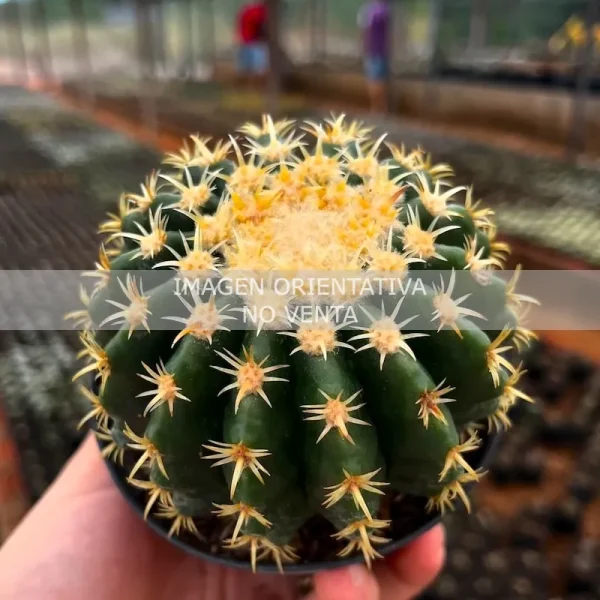 Echinocactus grusonii curvispinus var. inermedius