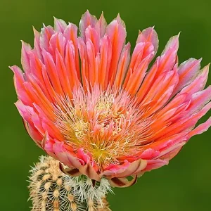 Echinocereus dasyacanthus "Steven's Dream"