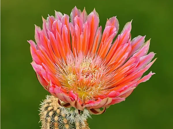 Echinocereus dasyacanthus "Steven's Dream"