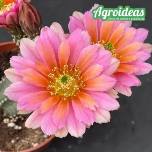 Echinocereus cv. "Epsilon" Ex. Agroideas
