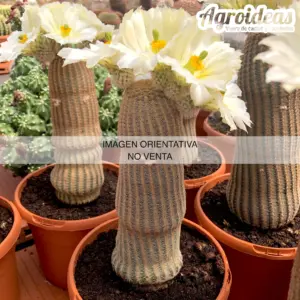 Echinocereus rigidissimus "albiflorus" M-11 cm