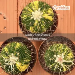 Echinofossulocactus multicostatus «variegata»