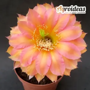Echinopsis "Virginia Woolf"