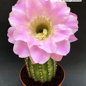 Echinopsis cv. Abrazos "Ex. Vicente Bueno"