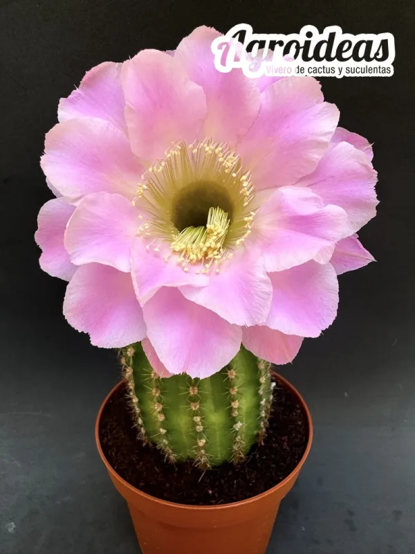 Echinopsis cv. Abrazos "Ex. Vicente Bueno"